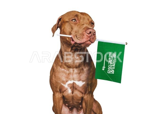Charming, adorable puppy with the flag of Saudi Arabia. Closeup, indoors. Studio shot. Congratulations for family, loved ones, relatives, friends and