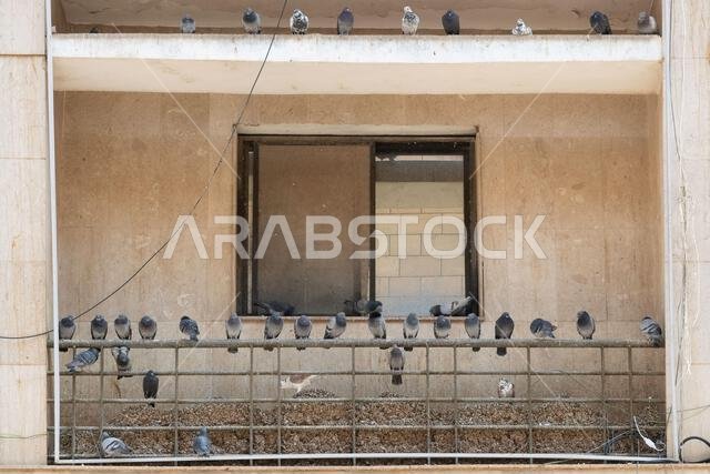 Birds roosting