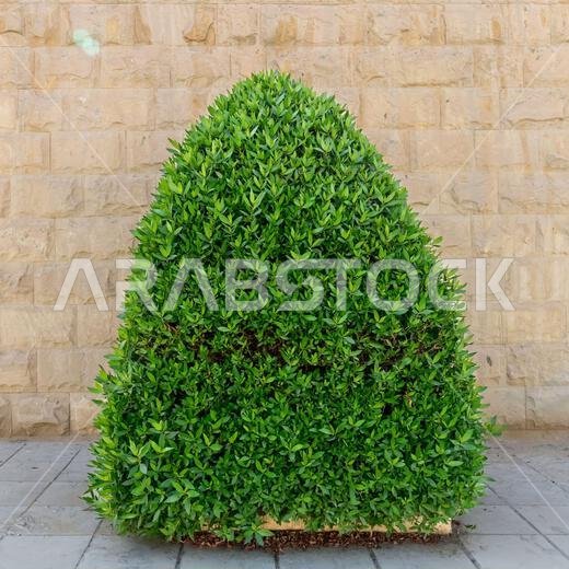 شجيرة مشذبة