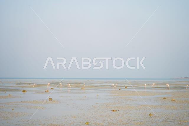 Pink flamingo, American Flamingos at the beach.