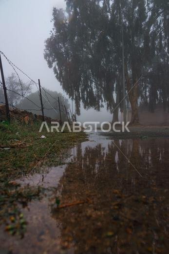 Green nature of the Saudi Arabian desert during winter