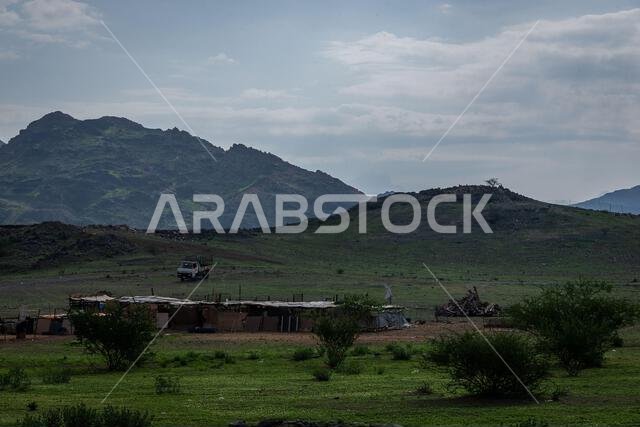 Green nature of the Saudi Arabian desert during winter