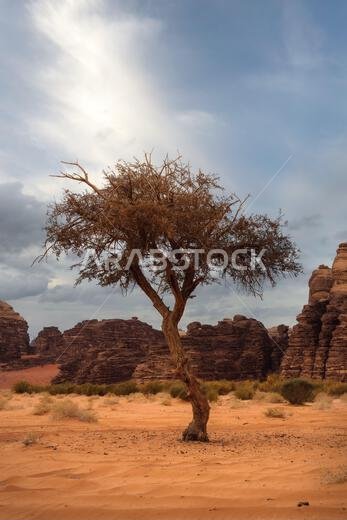 شجرة في وسط الصحراء، تم التقاطها في مايو 2022