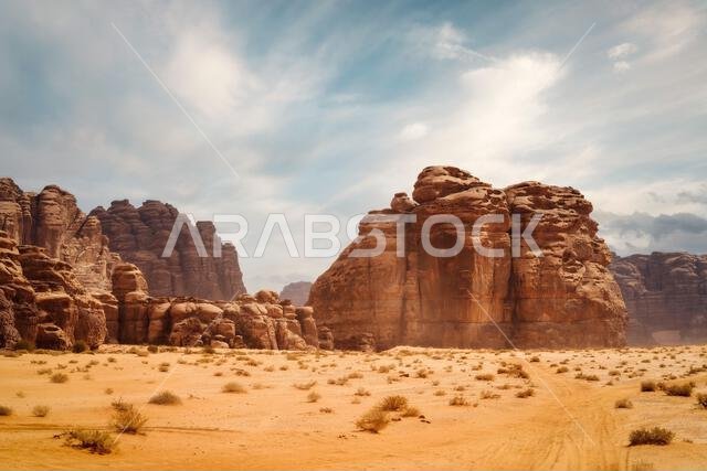 Tree in the middle of the desert taken in May 2022 Tree in the middle of the desert taken in May 2022