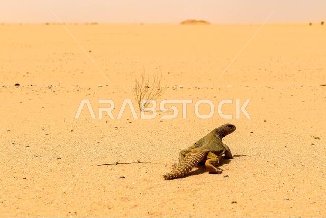 An Arabian spiny-tailed lizard looks back at the pest management team assigned to the 378th Expeditionary Civil Engineer Squadron after being relocated on Prince Sultan Air Base, Kingdom of Saudi Arabia, May 13, 2022. To protect the region's ecosystem, most creatures, even venomous or potentially deadly ones, caught by the pest management team are safely relocated to an ecologically appropriate area away from living and work areas. 378th Air Expeditionary Wing,378th Expeditionary Civil Engineer An Arabian spiny-tailed lizard looks back at the pest management team assigned to the 378th Expeditionary Civil Engineer Squadron after being relocated on Prince Sultan Air Base, Kingdom of Saudi Arabia, May 13, 2022. To protect the region's ecosystem, most creatures, even venomous or potentially deadly ones, caught by the pest management team are safely relocated to an ecologically appropriate area away from living and work areas. 378th Air Expeditionary Wing,378th Expeditionary Civil Engineer
