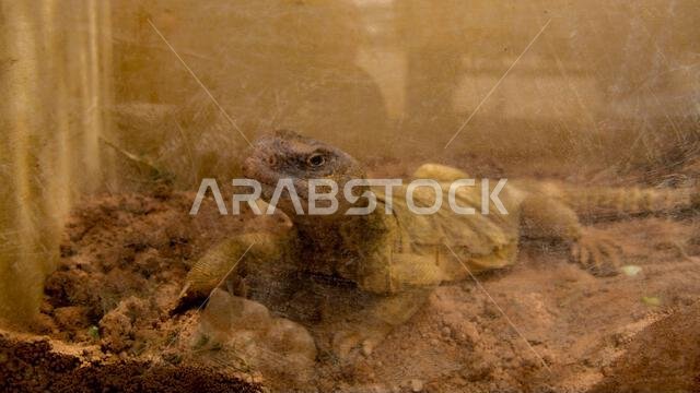 سحلية عربية ذات ذيل شائك، اصطادها فريق مكافحة الآفات التابع للسرب الهندسي المدني الاستكشافي 378، تراقب مراقبيها في قاعدة الأمير سلطان الجوية، المملكة العربية السعودية، في 13 مايو 2022. ولحماية النظام البيئي للمنطقة، تُنقل معظم الكائنات الحية، حتى السامة منها أو التي قد تكون قاتلة، التي يصطادها فريق مكافحة الآفات، بأمان إلى منطقة مناسبة بيئيًا بعيدًا عن مناطق السكن والعمل. الجناح الجوي الاستكشافي 378، السرب الهندسي المدني الاستكشافي 378