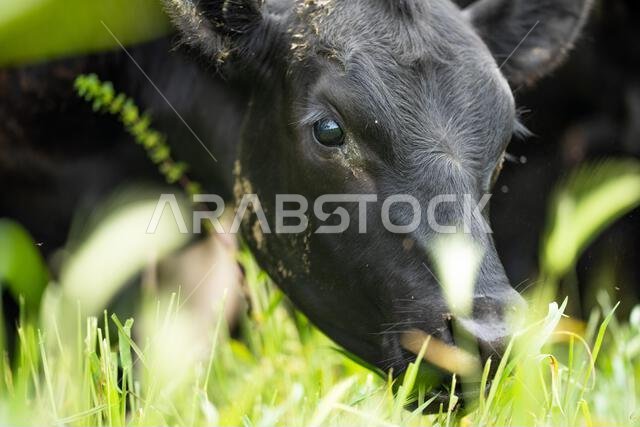 agriculture field, herd of beef cows in a field. springtime on a farm with wagyu cattle. fat cow