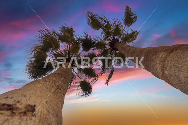 صورة بزاوية من الأسفل لأشجار النخيل في حدائق السعودية ، شجرة النخيل في حديقة الحيوان بالرياض ، أشجار ومحاصيل زراعية