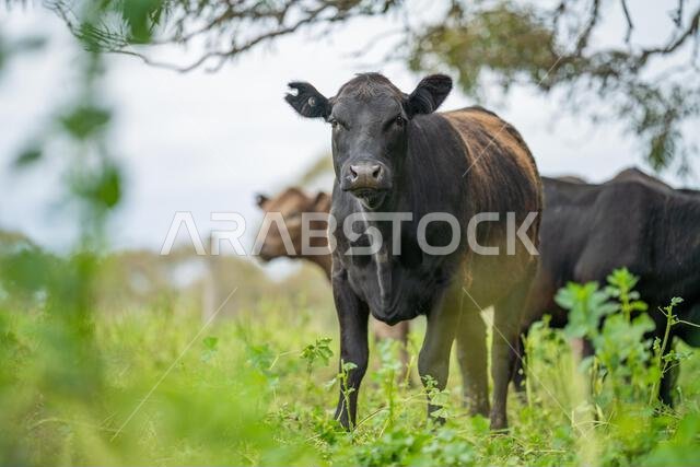 agriculture field, herd of beef cows in a field. springtime on a farm with wagyu cattle. fat cow
