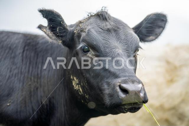 agriculture field, herd of beef cows in a field. springtime on a farm with wagyu cattle. fat cow