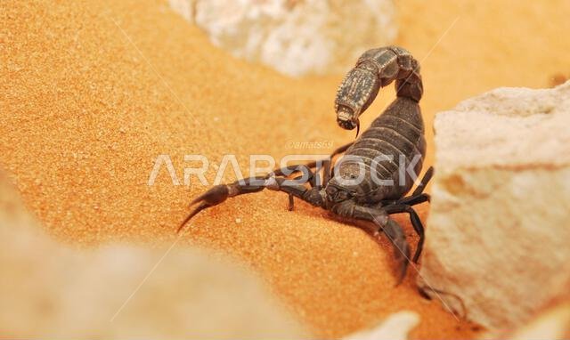 العقارب السوداء في الصحراء السعودية