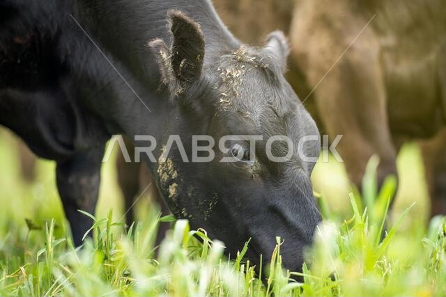 agriculture field, herd of beef cows in a field. springtime on a farm with wagyu cattle. fat cow