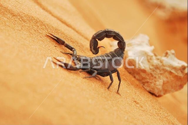 Black Scorpiones in Saudi arabian desert