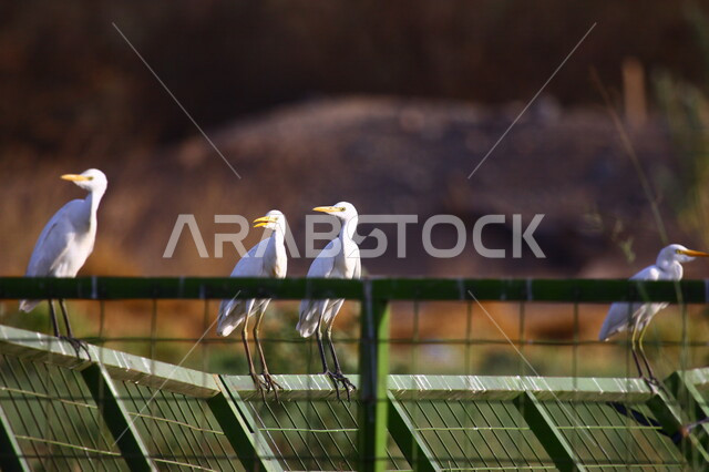 صورة لطائر البلشون الابيض يقف فوق سياج حديدي في احدى المحميات الطبيعة بالمملكة العربية السعودية، الطيور المهاجرة، محمية طبيعية، الحياة البرية، طائر البلشون الأبيض، الطيور البرية