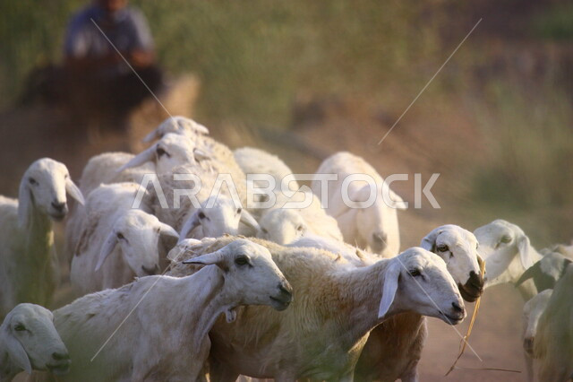 صورة لمجموعة من الأغنام في محمية لتربية الأغنام بالمملكة العربية السعودية، محمية طبيعية، تربية الأغنام، تربية الحيوانات والمواشي في السعودية
