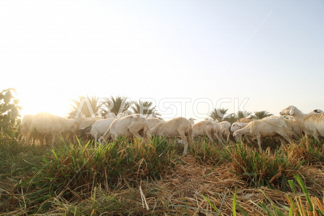 صورة لمجموعة من الأغنام في محمية لتربية الأغنام بالمملكة العربية السعودية، محمية طبيعية، تربية الأغنام، تربية الحيوانات والمواشي في السعودية