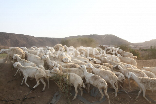 صورة لمجموعة من الأغنام في محمية لتربية الأغنام بالمملكة العربية السعودية، محمية طبيعية، تربية الأغنام، تربية الحيوانات والمواشي في السعودية