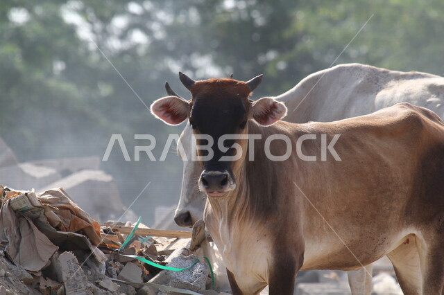 A picture of a group of cows in a cow breeding reserve in Saudi Arabia, a nature reserve, cow breeding, animal and livestock breeding in Saudi Arabia