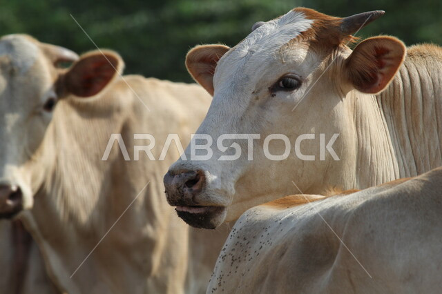 صورة لمجموعة من الأبقار في محمية لتربية الابقار بالمملكة العربية السعودية، محمية طبيعية، تربية الأبقار، تربية الحيوانات والمواشي في السعودية