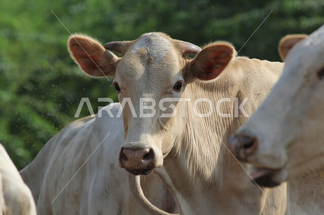 صورة لمجموعة من الأبقار في محمية لتربية الابقار بالمملكة العربية السعودية، محمية طبيعية، تربية الأبقار، تربية الحيوانات والمواشي في السعودية