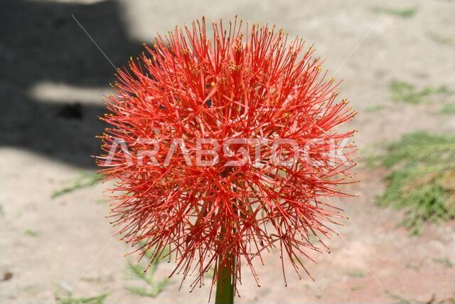 زهرة الزنبق الناري (Scadoxus multiflorus) في حالة ازدهار في حديقة: (صورة SShukla) زهرة الزنبق الناري (Scadoxus multiflorus) في حالة ازدهار في حديقة: (صورة SShukla)