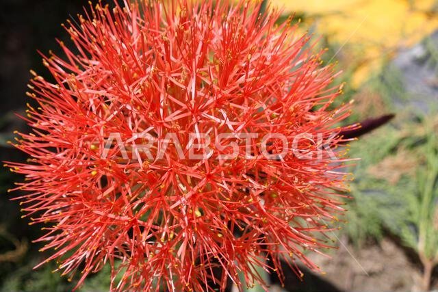 Fireball Lily (Scadoxus multiflorus) in bloom in a garden : (pix SShukla) Fireball Lily (Scadoxus multiflorus) in bloom in a garden : (pix SShukla)