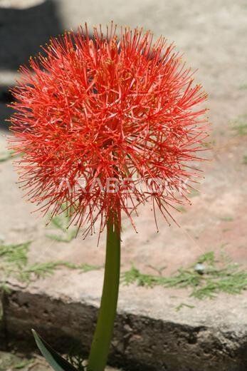زهرة الزنبق الناري (Scadoxus multiflorus) في حالة ازدهار في حديقة: (صورة SShukla)