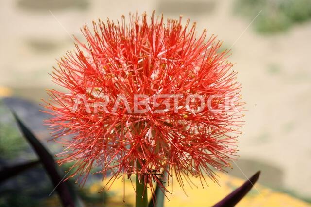 زهرة الزنبق الناري (Scadoxus multiflorus) في حالة ازدهار في حديقة: (صورة SShukla)