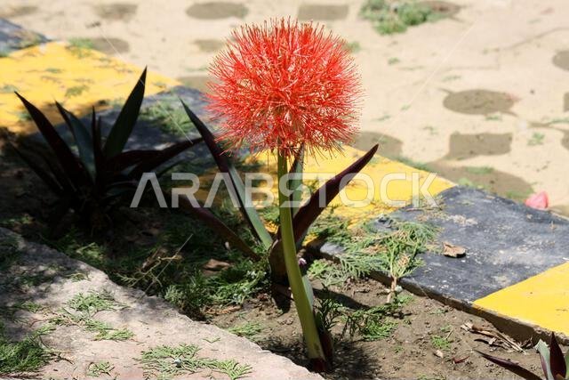 Fireball Lily (Scadoxus multiflorus) in bloom in a garden : (pix SShukla) Fireball Lily (Scadoxus multiflorus) in bloom in a garden : (pix SShukla)