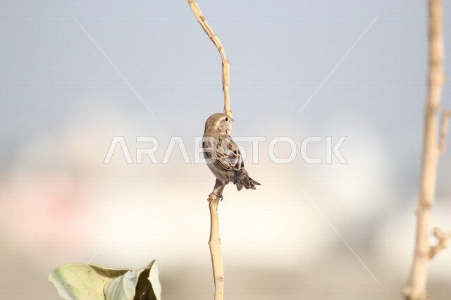 صورة لطائر صغير فوق اغصان الاشجار في المملكة العربية السعودية، الطيور المهاجرة، الطبيعة في السعودية، اغصان الاشجار، محمية طبيعية، الطيور البرية