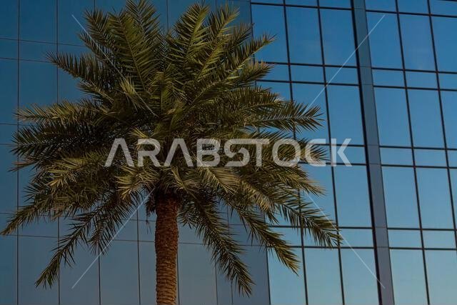 Modern Arabia concept shot of a palm tree in front of the windows of a modern office building Modern Arabia concept shot of a palm tree in front of the windows of a modern office building