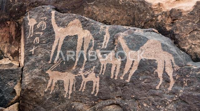 Thamudic rock engravings camels ibex and ostrich 1000 BC Jubbah Saudi Arabia