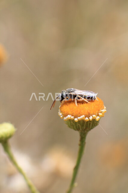 صورة مقربة لنحلة تتغذى على رحيق الأزهار وحبوب اللقاح، ازهار صفراء اللون، تلقيح الزهور ، أزهار وورد طبيعية، خلفية للطبيعة الخلابة