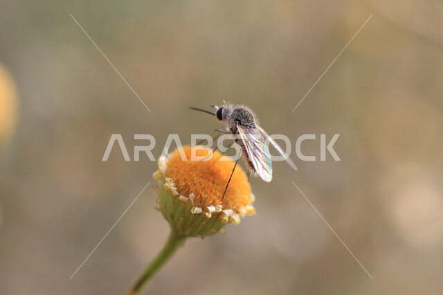 صورة مقربة لنحلة تتغذى على رحيق الأزهار وحبوب اللقاح، ازهار صفراء اللون، تلقيح الزهور ، أزهار وورد طبيعية، خلفية للطبيعة الخلابة