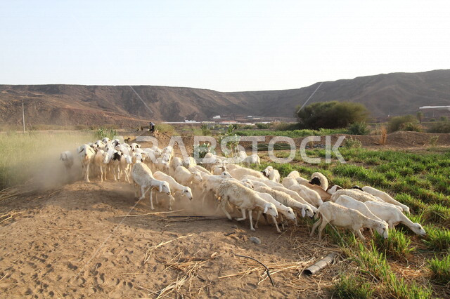 صورة لمجموعة من الأغنام في محمية لتربية الأغنام بالمملكة العربية السعودية، محمية طبيعية، تربية الأغنام، تربية الحيوانات والمواشي في السعودية