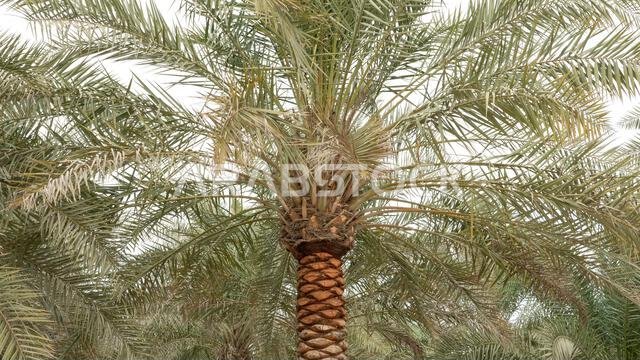 Plantation of date palms, agriculture industry in desert areas of the Middle East