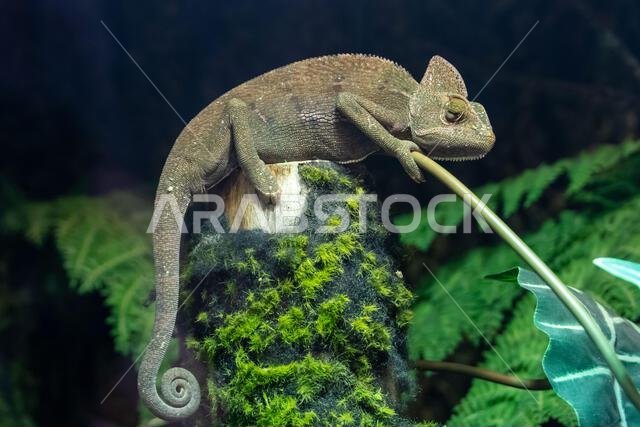 A veiled chameleon (Chamaeleo calyptratus) close up or cone-head chameleon and Yemen chameleon