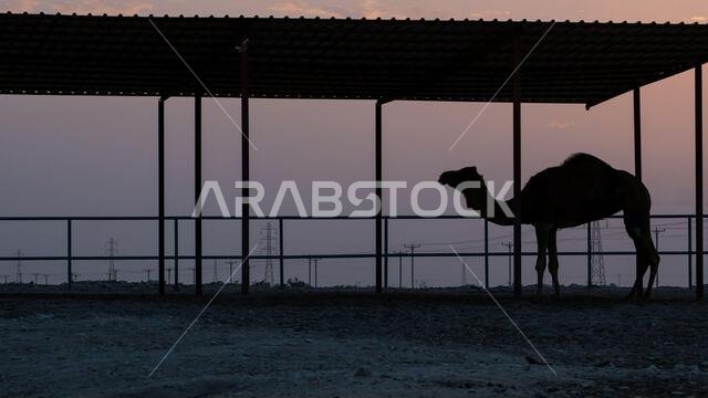 lonely camel at a farm during sunset lonely camel at a farm during sunset