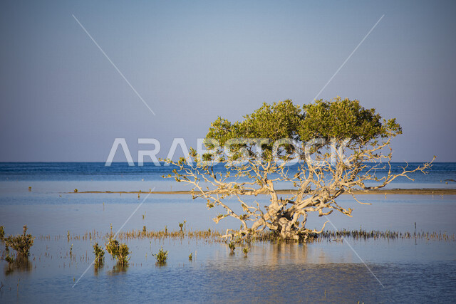 شحرة المانجروف البحري, القرم,  أشجار ونباتات على سطح البحر, الطبيعه في المملكه العربيه السعوديه
