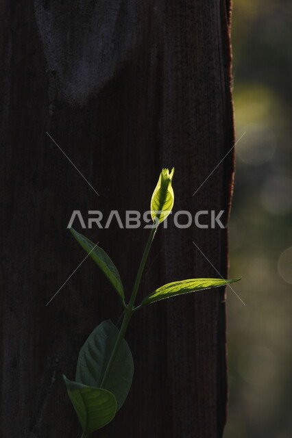صورة ابداعية لنبتة صغيرة في احد مزارع المملكة العربية السعودية، زراعة الاشجار والنباتات، النباتات الخضراء، أوراق الأشجار، الطبيعة الخلابة في السعودية، خلفية للطبيعة