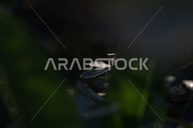 صورة ابداعية للنباتات الخضراء بالمملكة العربية السعودية، زراعة الاشجار والنباتات، النباتات الخضراء، أوراق الأشجار، الطبيعة الخلابة في السعودية، خلفية للطبيعة