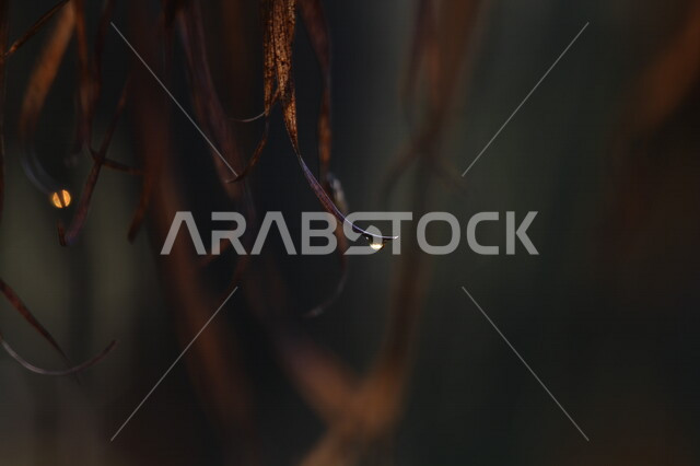 صورة ابداعية للنباتات الخضراء بالمملكة العربية السعودية، زراعة الاشجار والنباتات، النباتات الخضراء، أوراق الأشجار، الطبيعة الخلابة في السعودية، خلفية للطبيعة