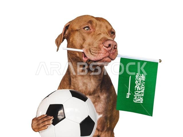 Charming, adorable puppy, holding flag of Saudi Arabia and soccer ball. Preparation for the championship and tournament. Closeup, indoors. Studio phot