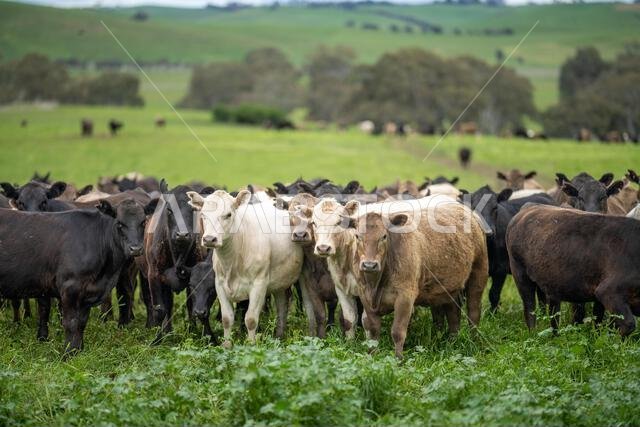 agriculture field, herd of beef cows in a field. springtime on a farm with wagyu cattle. fat cow