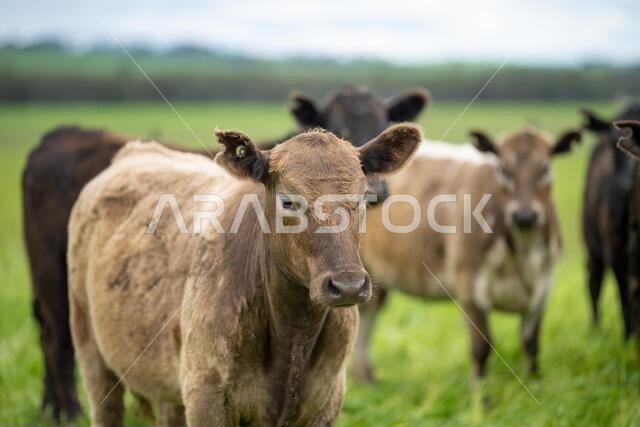 agriculture field, herd of beef cows in a field. springtime on a farm with wagyu cattle. fat cow