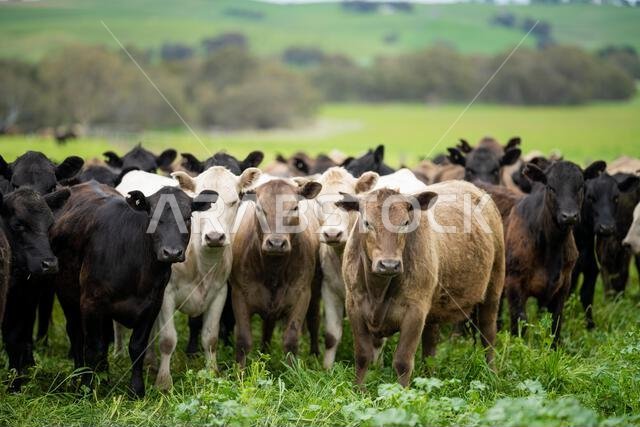 agriculture field, herd of beef cows in a field. springtime on a farm with wagyu cattle. fat cow
