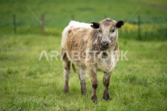 agriculture field, herd of beef cows in a field. springtime on a farm with wagyu cattle. fat cow