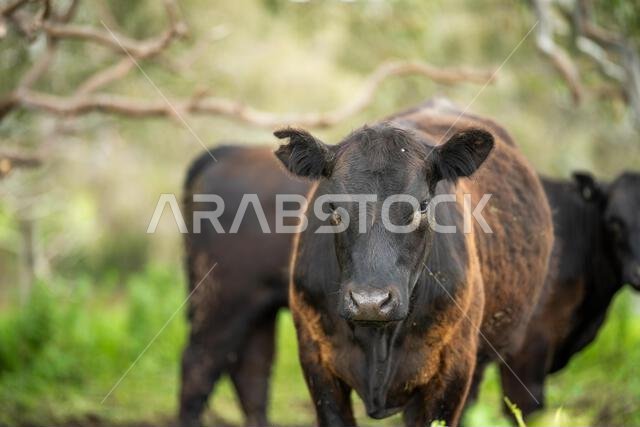 agriculture field, herd of beef cows in a field. springtime on a farm with wagyu cattle. fat cow