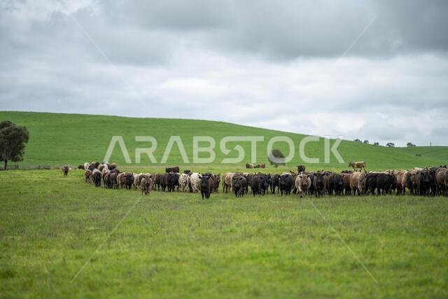agriculture field,  beef cows in a field.  wagyu cattle herd grazing on pasture on a farm. fat cow