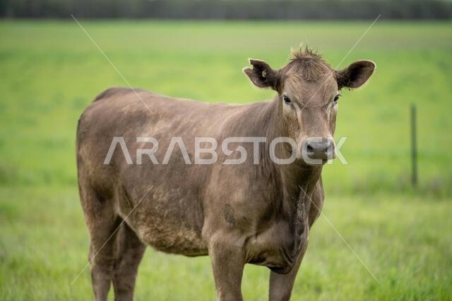 agriculture field, herd of beef cows in a field. springtime on a farm with wagyu cattle. fat cow